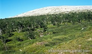 Rezerwat przyrody Nyvallen (Szwecja) - zdjęcie