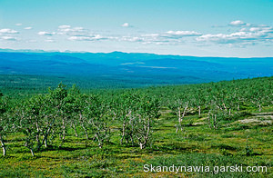 Rezerwat przyrody Nyvallen (Szwecja) - zdjęcie